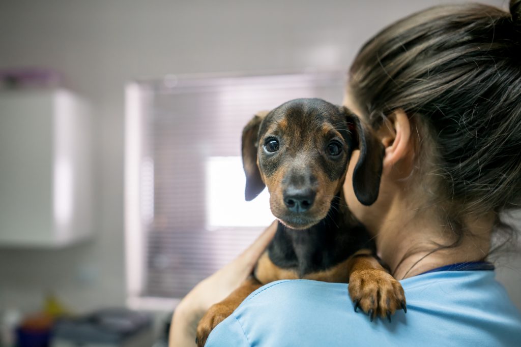 Dai cani malati una speranza per la cura dei tumori