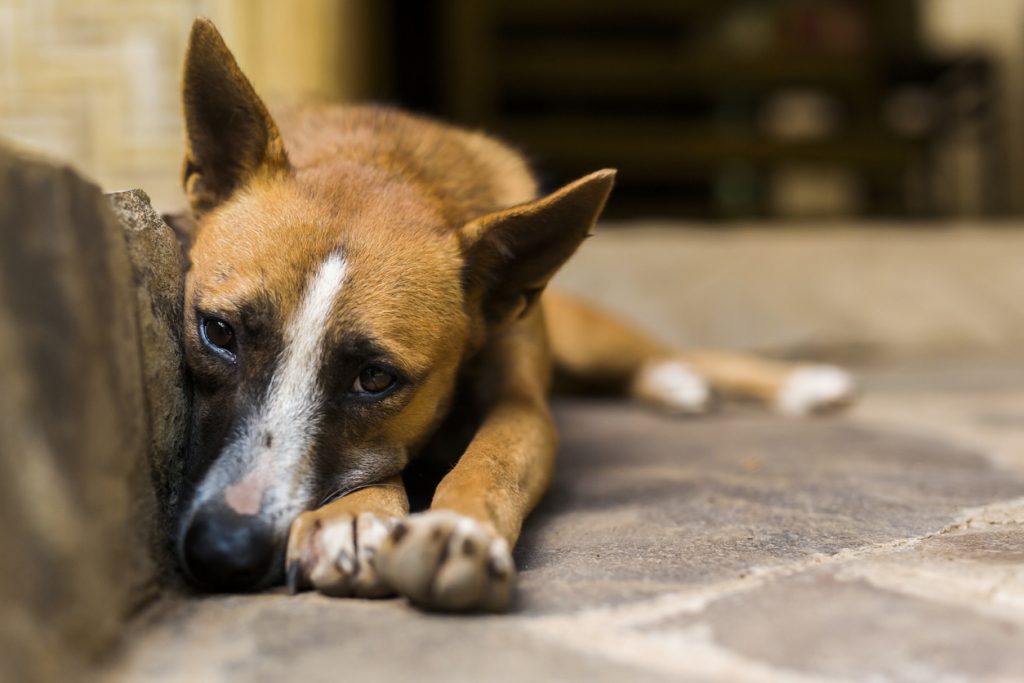 Fa sparire il cane del fidanzato e gli dice che è scappato