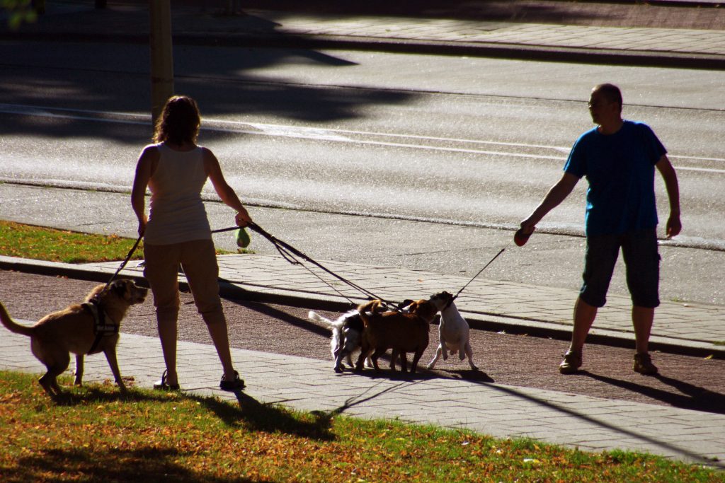 Vivere col cane in città, Urban Dogs spiega come si fa