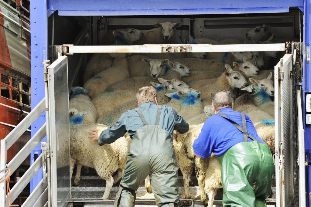 Pecore al macello, Piqué insegue il camion e si perde - Quattrozampe