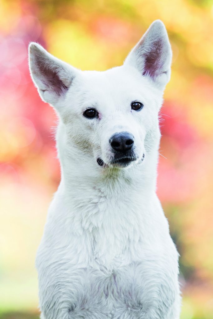 Si può prolungare la vita del proprio cane?