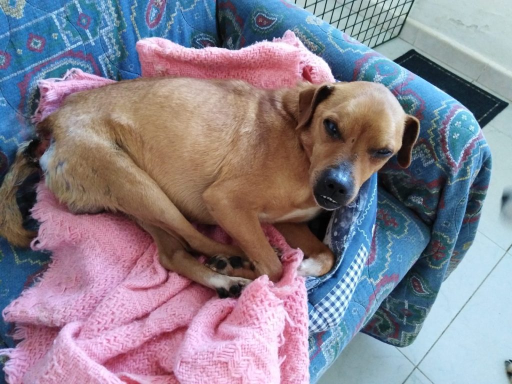 Dante, il cagnolino ferito che lotta contro l'omertà