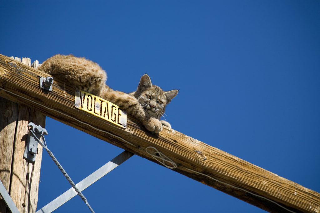 Salva il gatto in pericolo di vita e l'azienda lo sospende