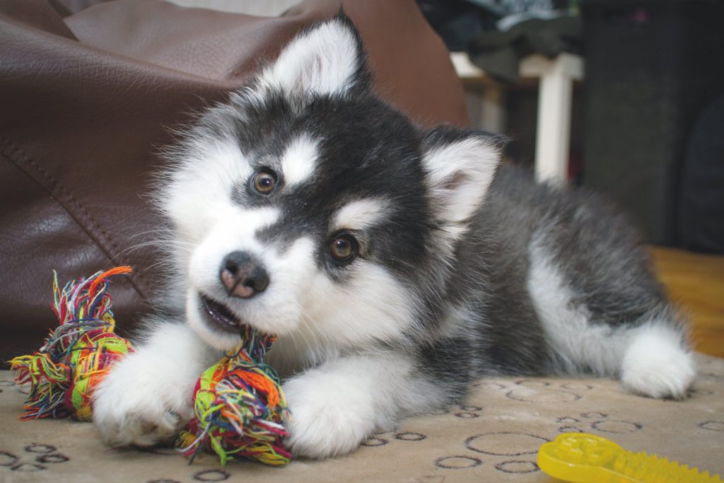 Gioco, palestra di vita per gli animali domestici