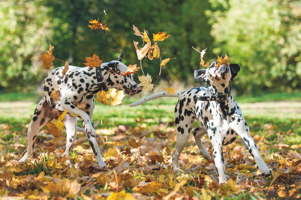 Gioco, palestra di vita per gli animali domestici