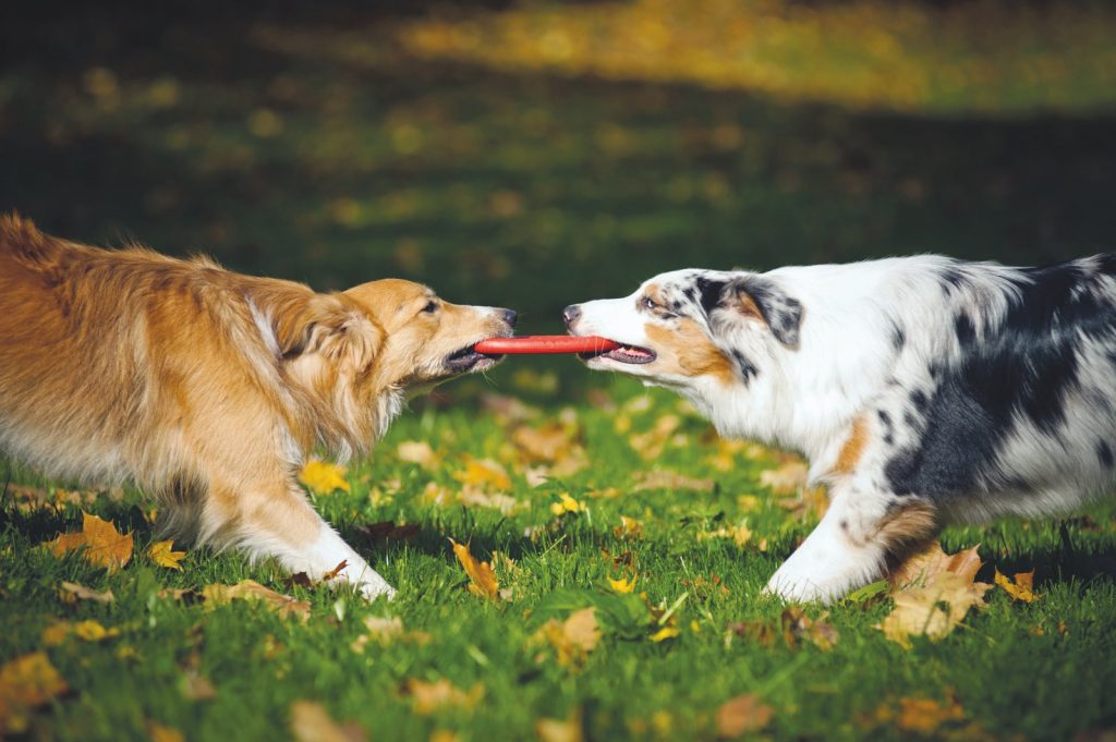 Gioco, palestra di vita per gli animali domestici