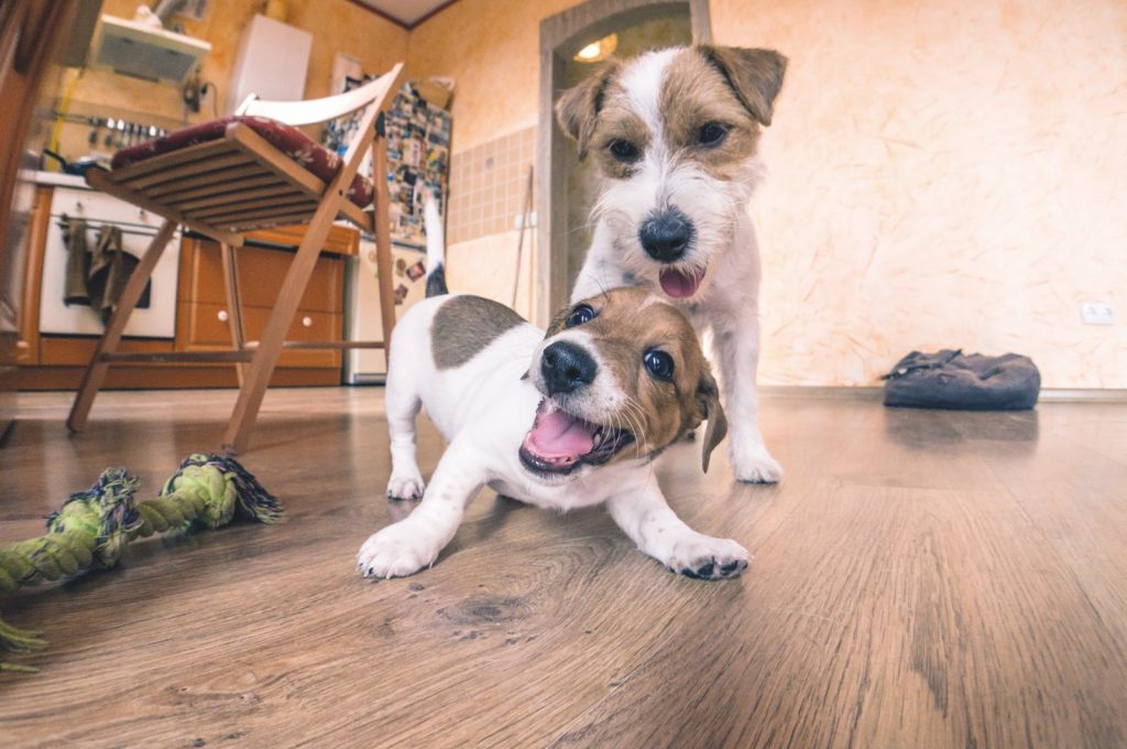 Gioco, palestra di vita per gli animali domestici