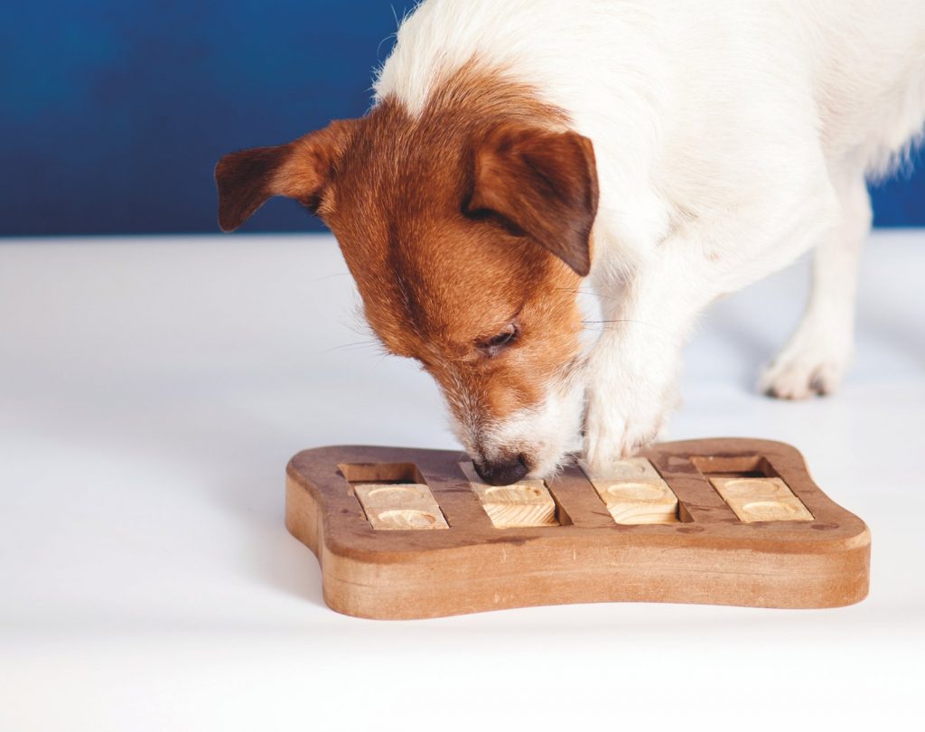 Gioco, palestra di vita per gli animali domestici