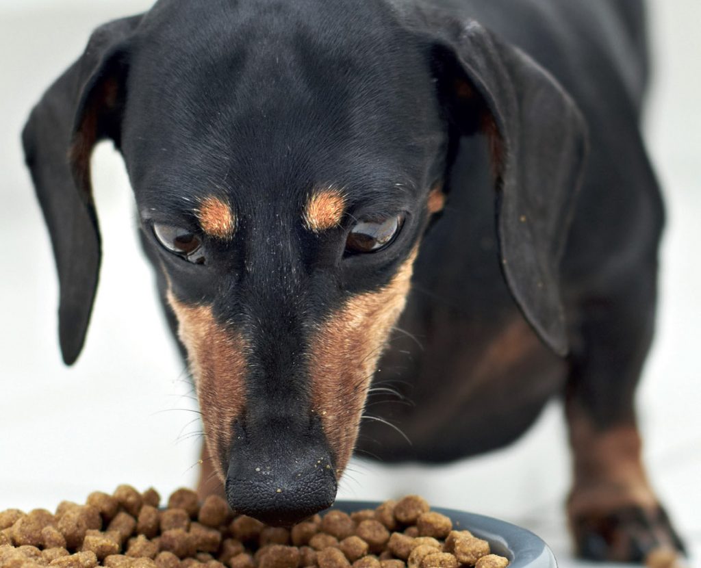 I bisogni fondamentali del cane