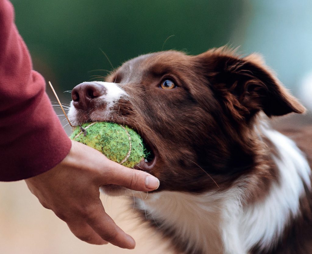 I bisogni fondamentali del cane