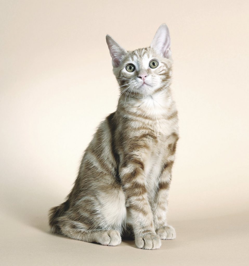 Kurilian Bobtail