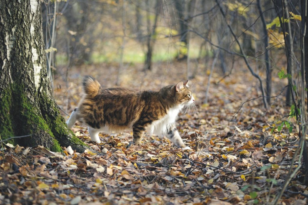 Kurilian Bobtail