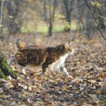 Kurilian Bobtail