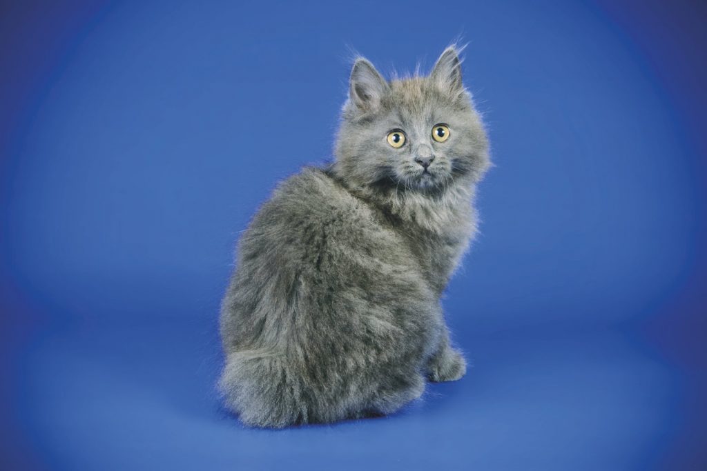 Kurilian Bobtail