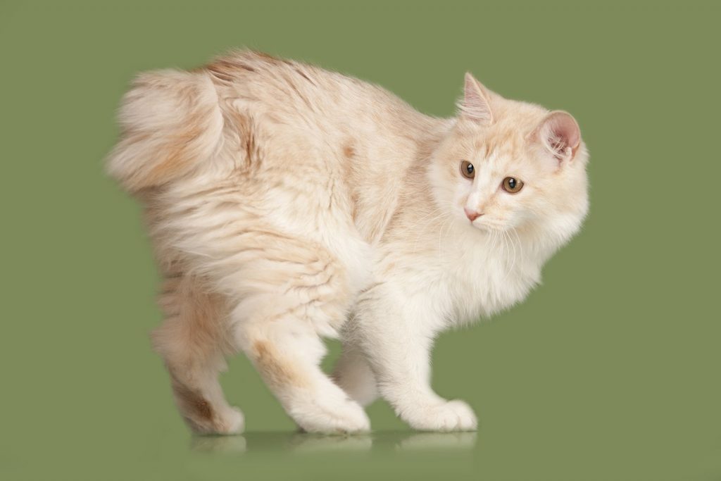 Kurilian Bobtail