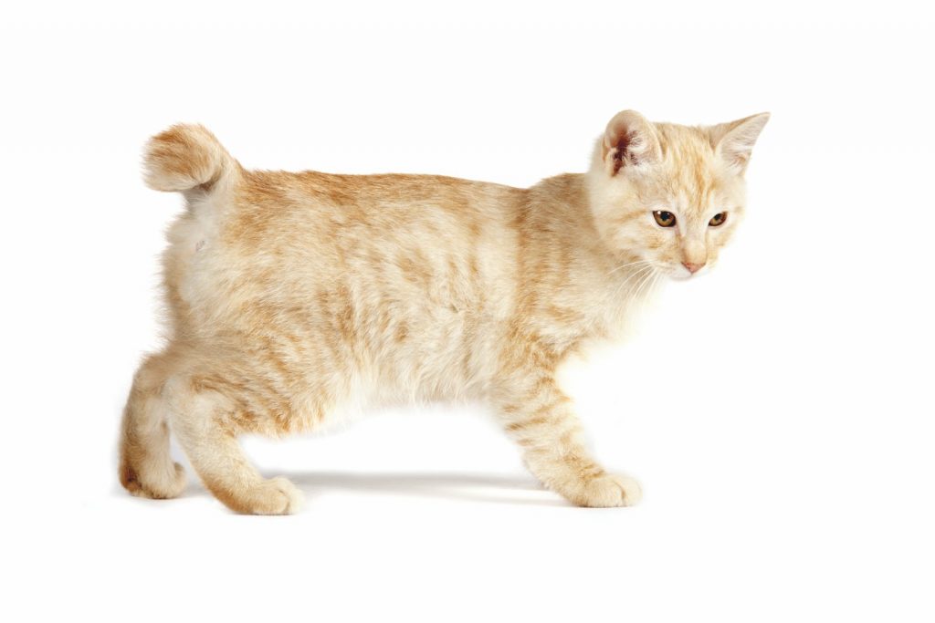 Kurilian Bobtail