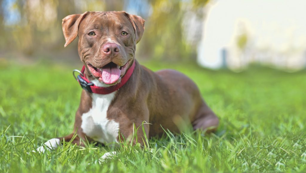 American Pitbull Terrier