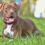 American Pitbull Terrier