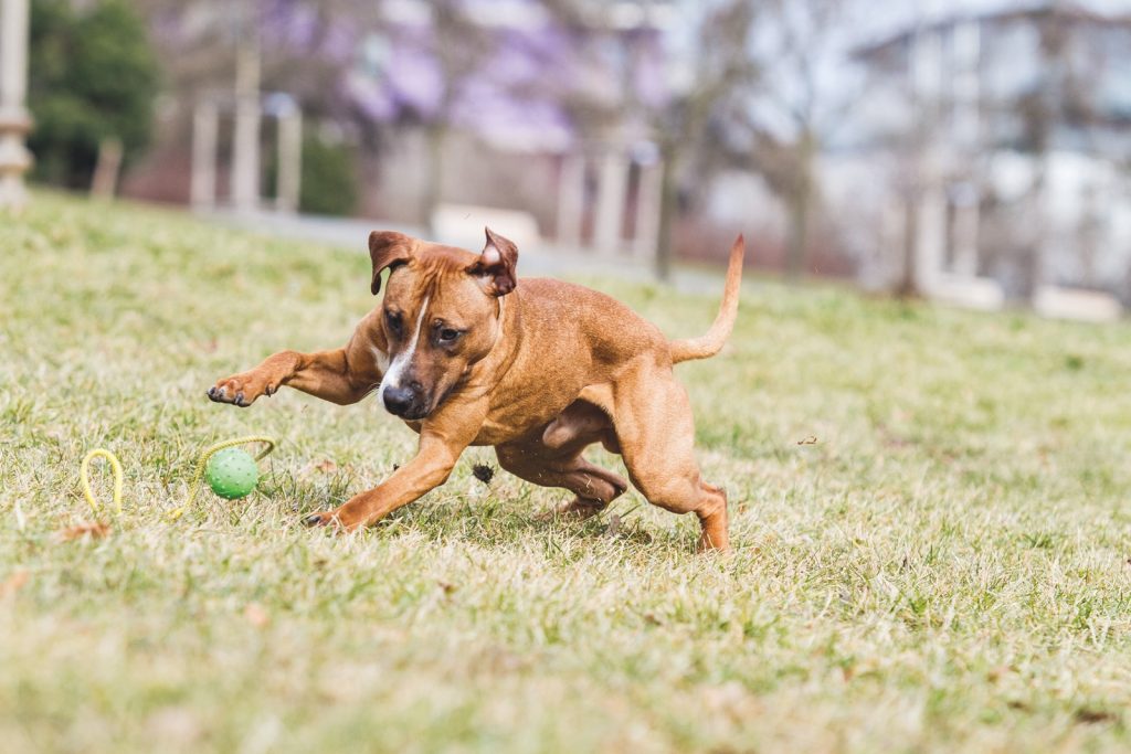 American Pitbull Terrier