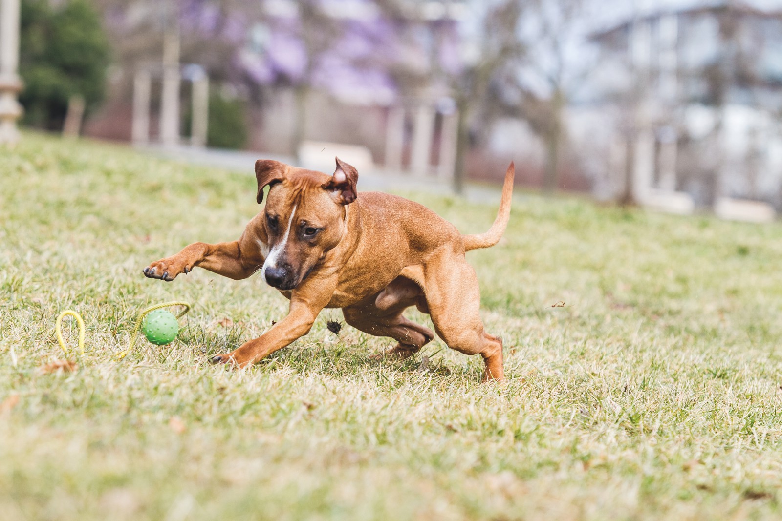 American Pit Bull Terrier Specie Simili