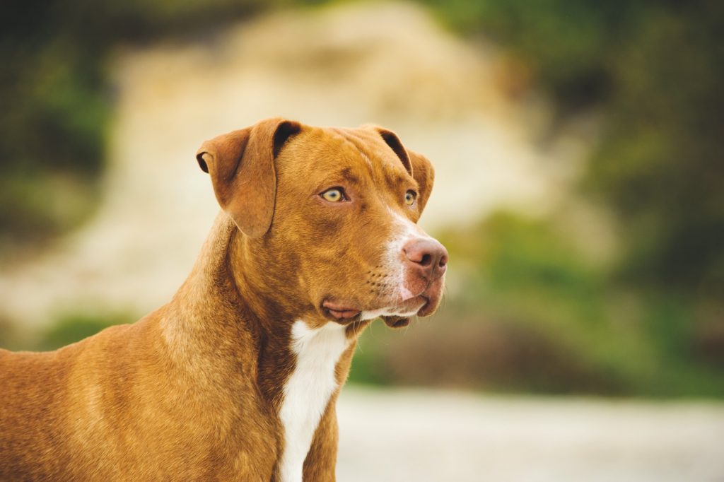 American Pitbull Terrier