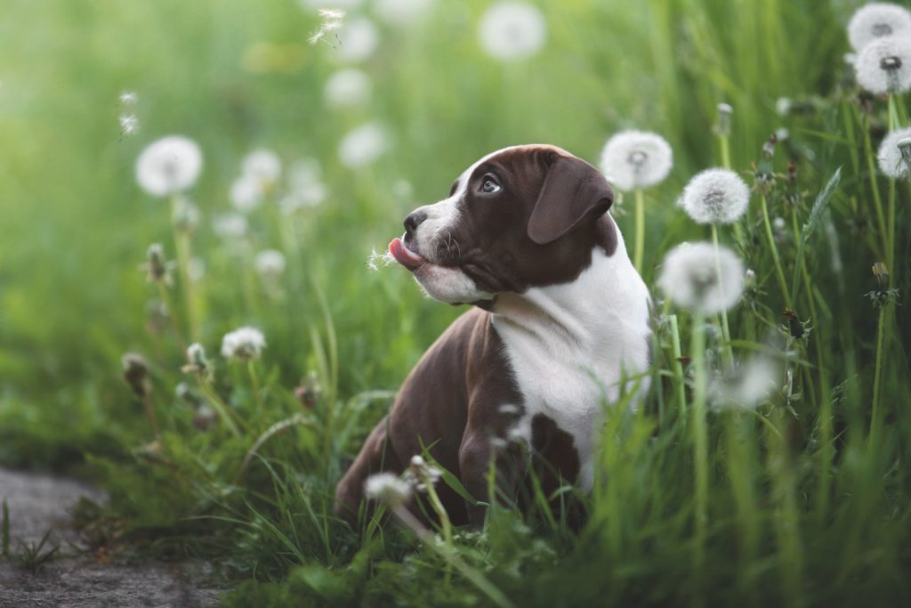 American Pitbull Terrier