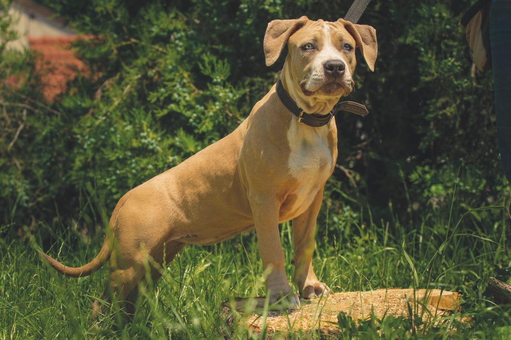 American Pitbull Terrier