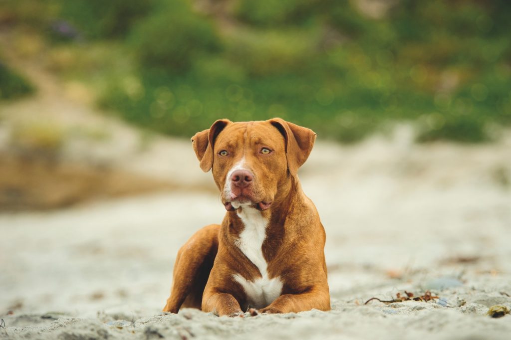 American Pitbull Terrier