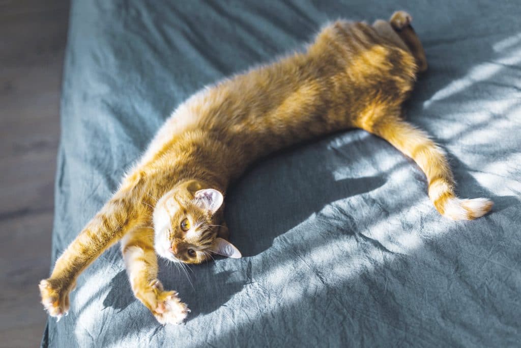I gatti sognano? Anche loro, come noi, lo fanno