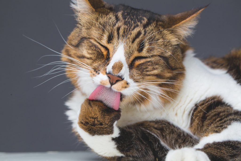 I gatti sognano? Anche loro, come noi, lo fanno