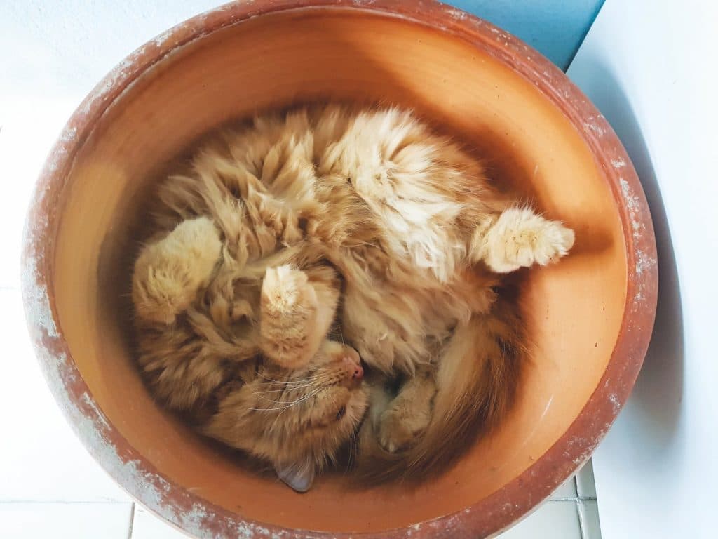 I gatti sognano? Anche loro, come noi, lo fanno