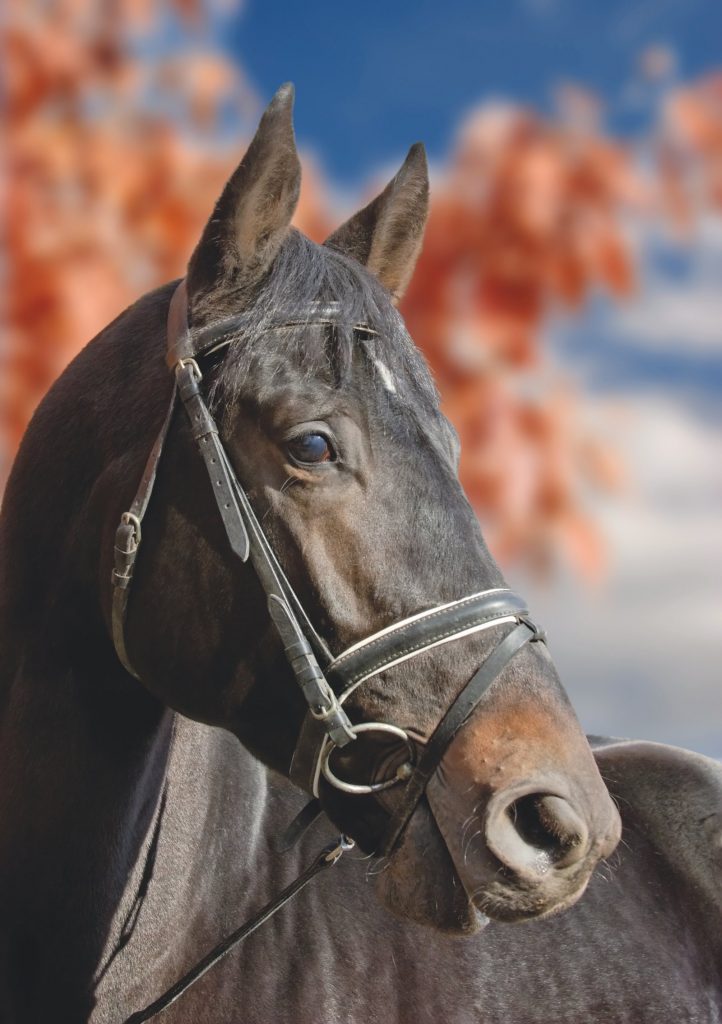 Ubriaco cade da cavallo: patente sospesa