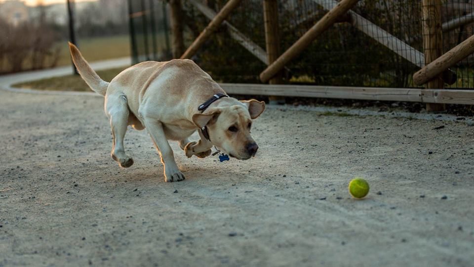 Milano, nasce Uptown il primo quartiere d'Italia pensato per i pet