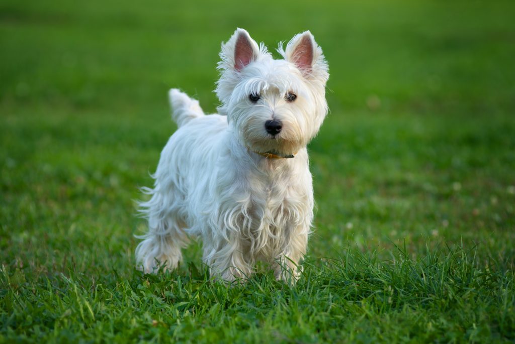 Raduno cani Westie