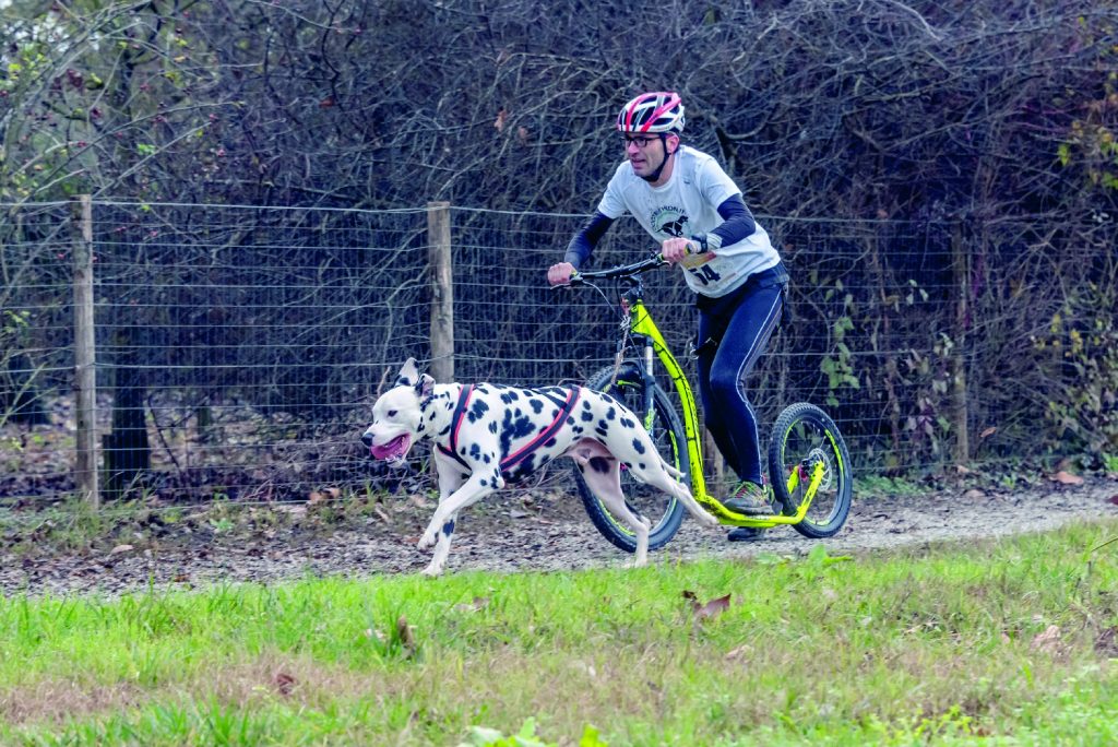 Dog Triathlon: nuotare, pedalare e correre col cane