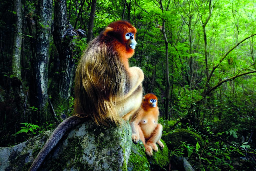 Wildlife Photographer of the Year, natura selvaggia in Valle d'Aosta