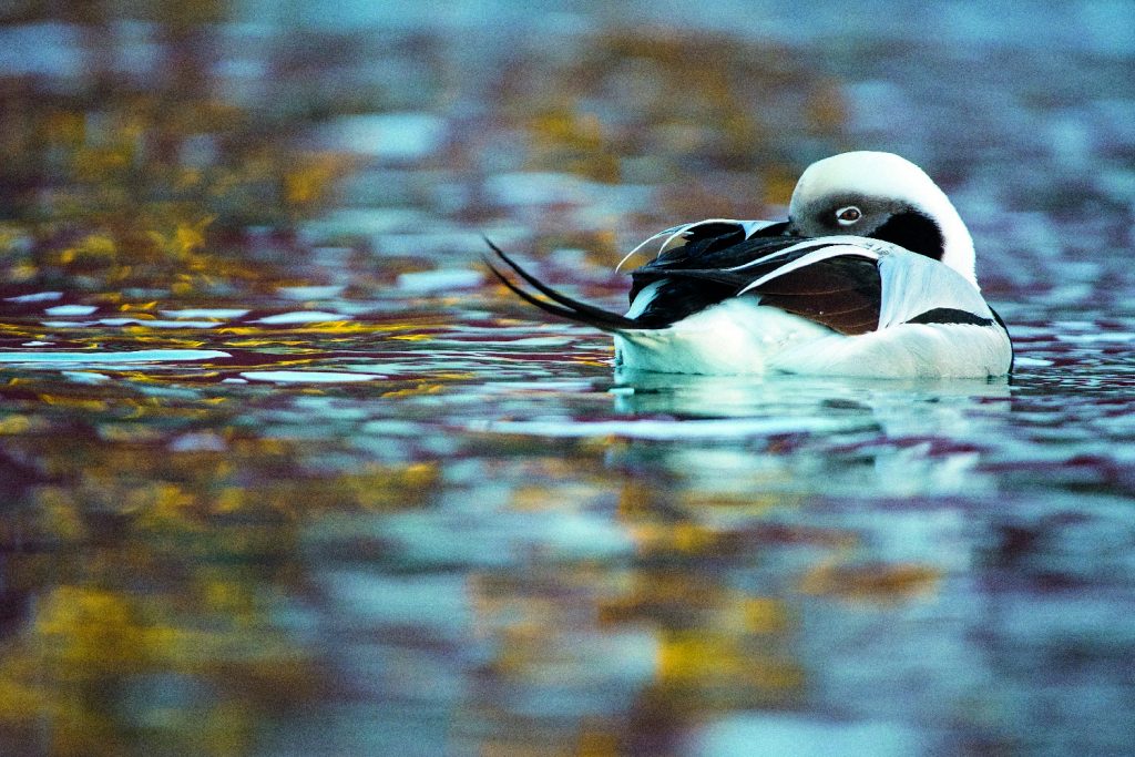 Wildlife Photographer of the Year, natura selvaggia in Valle d'Aosta