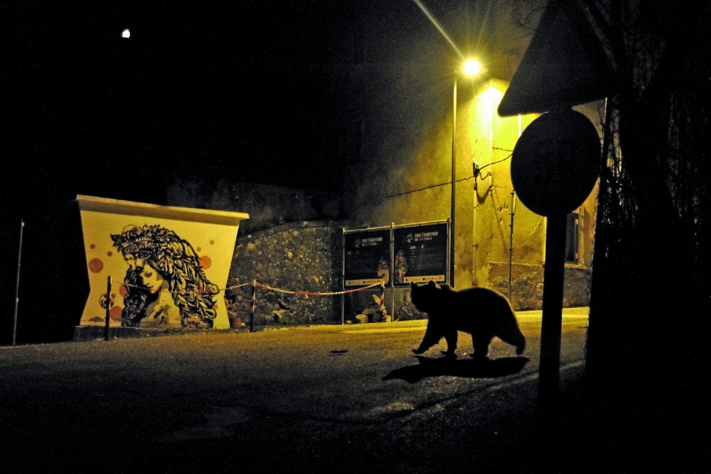 Wildlife Photographer of the Year, natura selvaggia in Valle d'Aosta