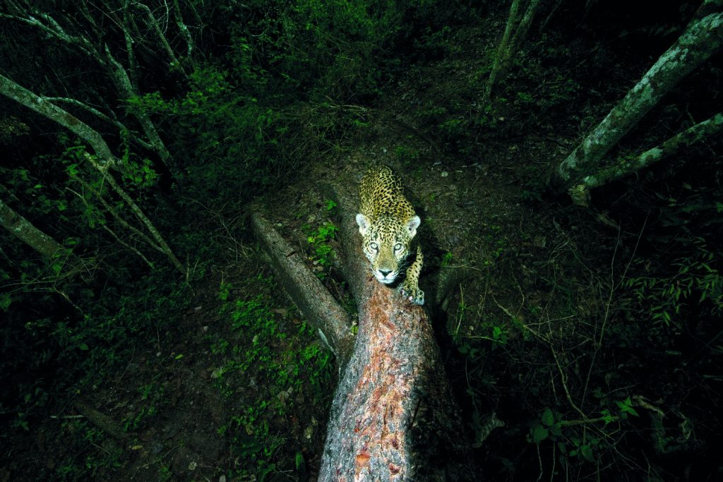 Wildlife Photographer of the Year, natura selvaggia in Valle d'Aosta