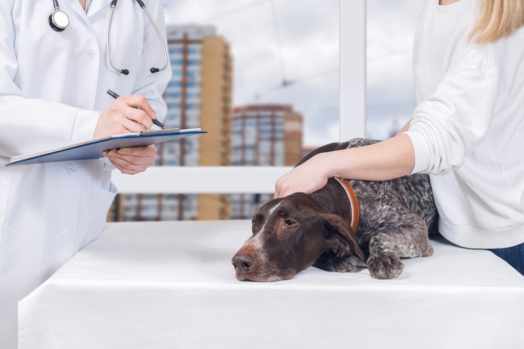 Veterinari, scatta l'obbligo della ricetta elettronica