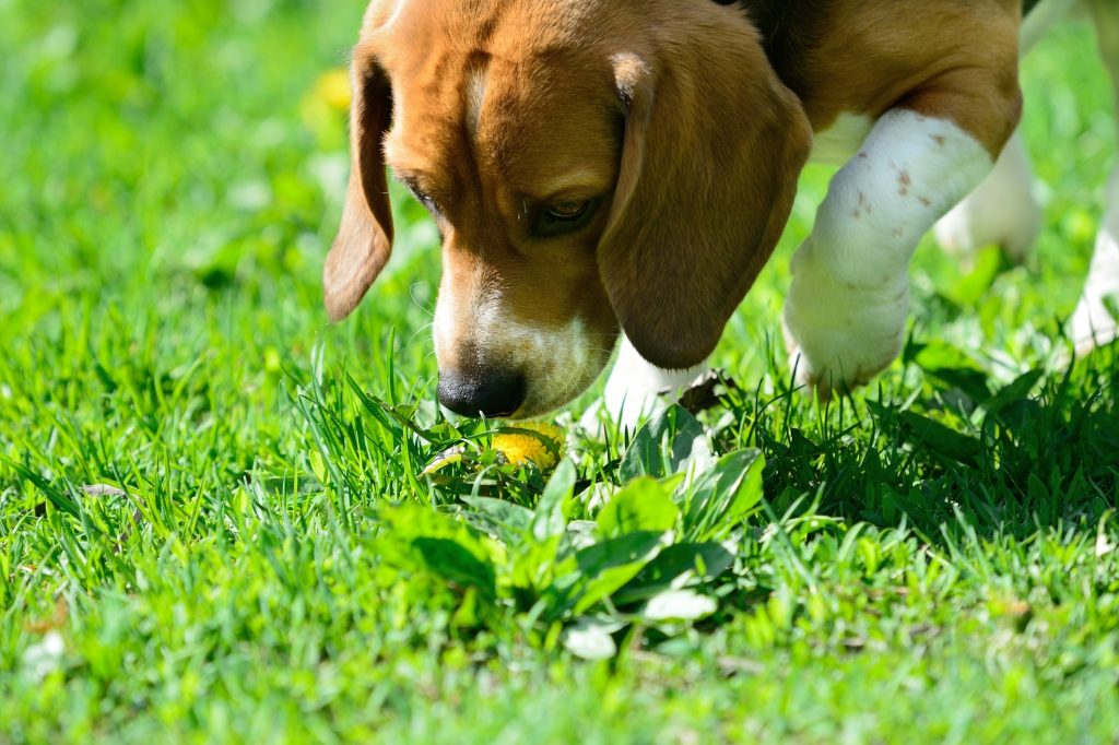 L'ultima frontiera della lotta ai tumori: il fiuto dei Beagle