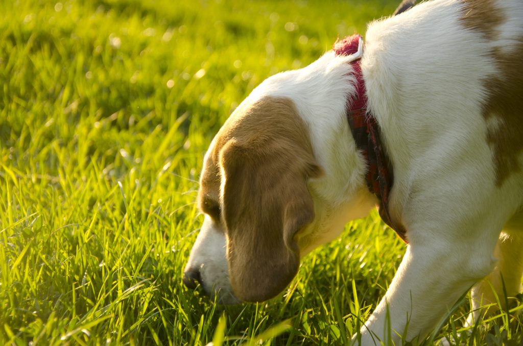 L'ultima frontiera della lotta ai tumori: il fiuto dei Beagle
