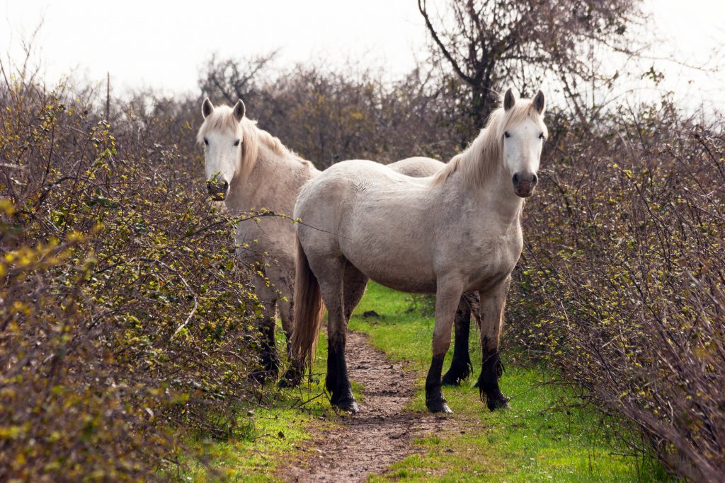 Una nuova casa per i cavalli abbandonati nel Delta del Po