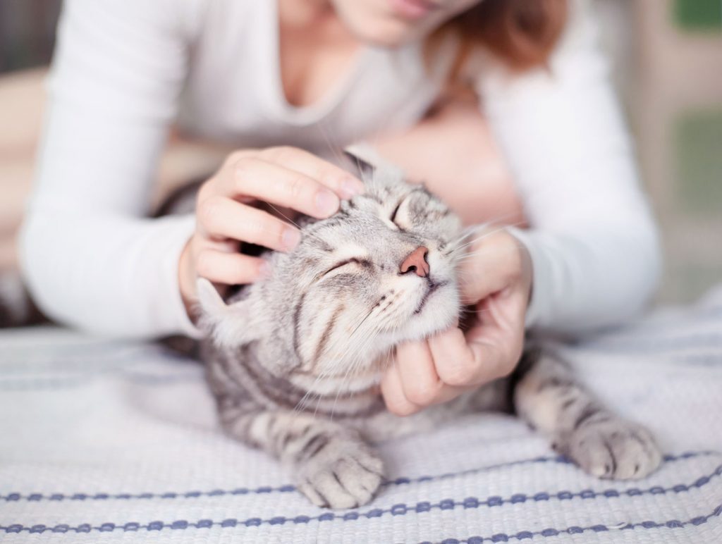 Cani e gatti in salute? Ecco tutte le ricette