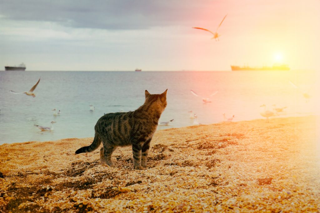 Meow Meow Cruise, la crociera per gli amanti dei gatti