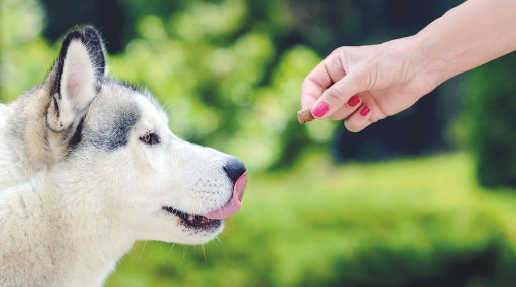 Come far guarire il tuo cane da ansie e paure