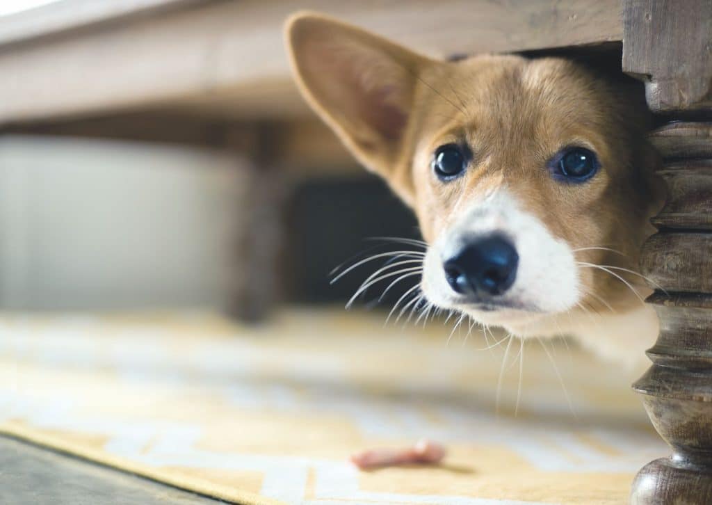 Come far guarire il tuo cane da ansie e paure