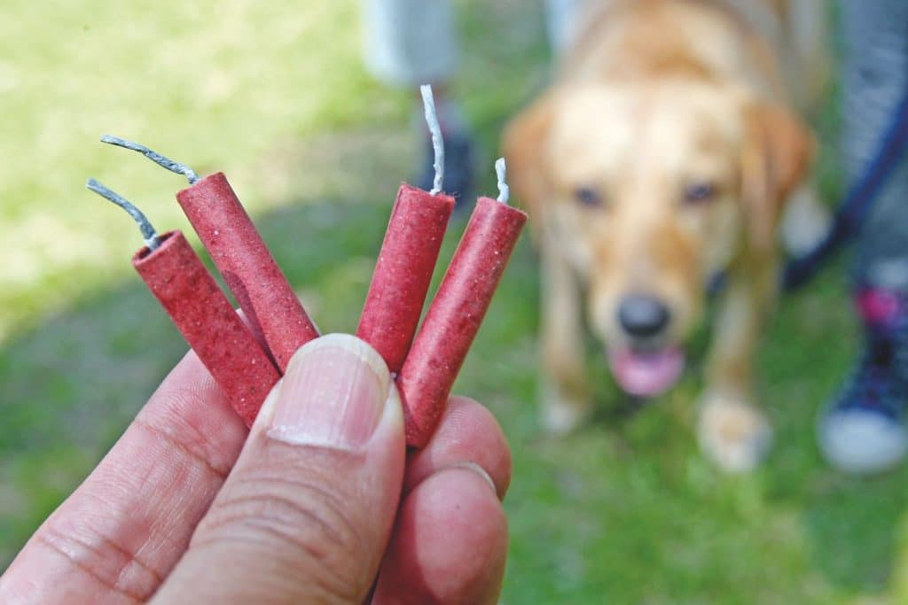 Come far guarire il tuo cane da ansie e paure