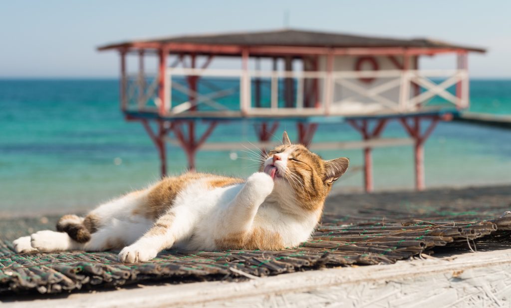 Meow Meow Cruise, la crociera per gli amanti dei gatti