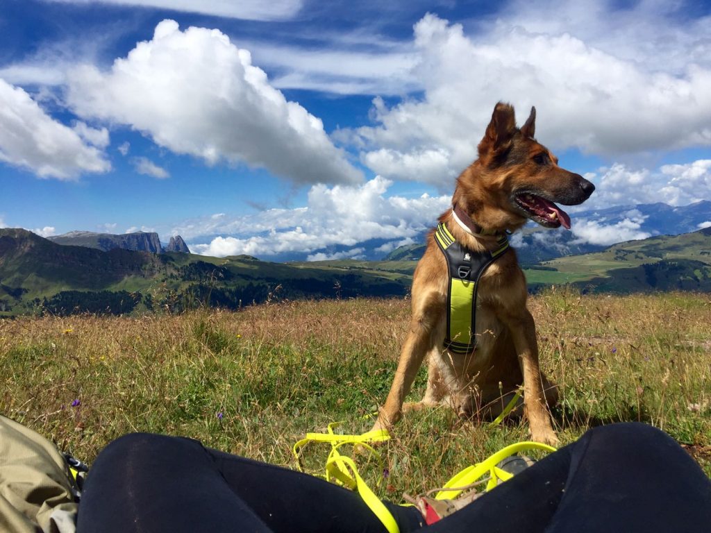 Parassiti in agguato? Ecco come proteggere il nostro cane